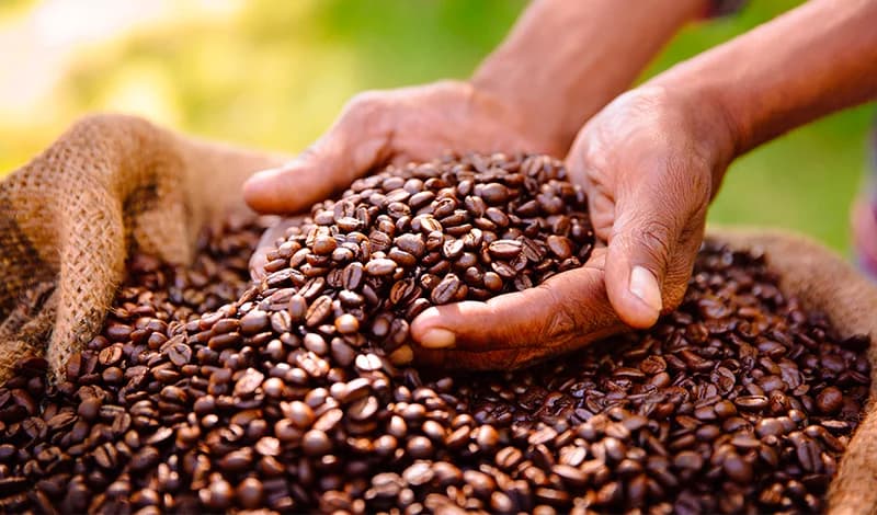 Cameroun : les exportations de café robusta génèrent 3,2 milliards FCFA