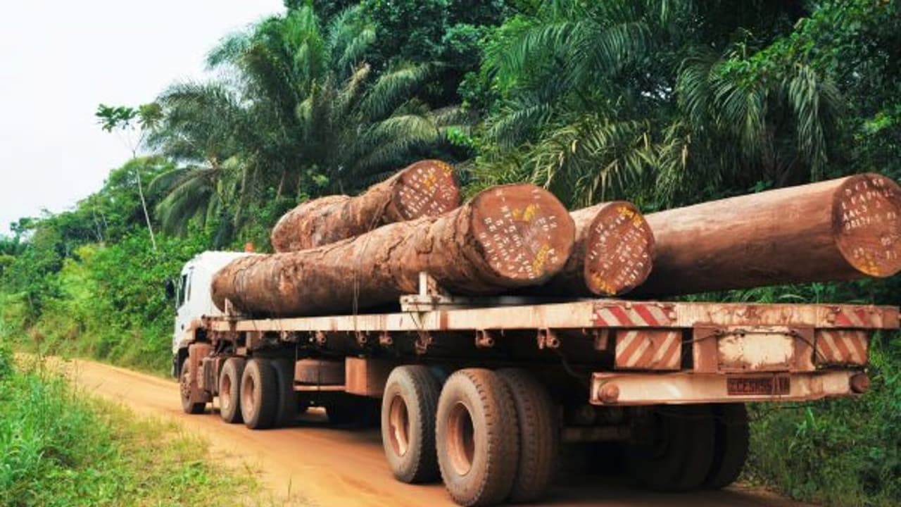Cameroun : huit ans après sa cession par Rougier, la SFID toujours en redressement judiciaire